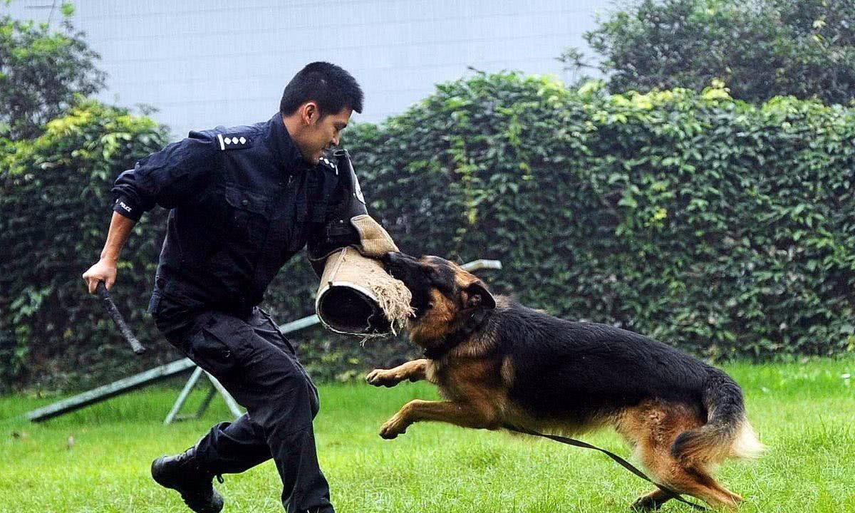 外国一小哥给警犬穿训练服体验被咬的感觉狗子的表情亮了