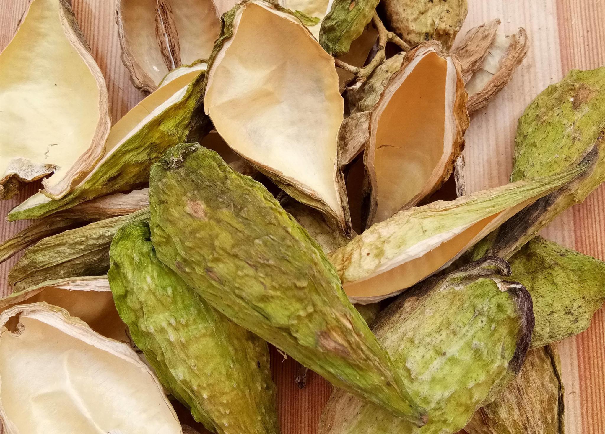 农村一野果人称奶瓜小时候常摘来吃如今20元一斤成稀罕货