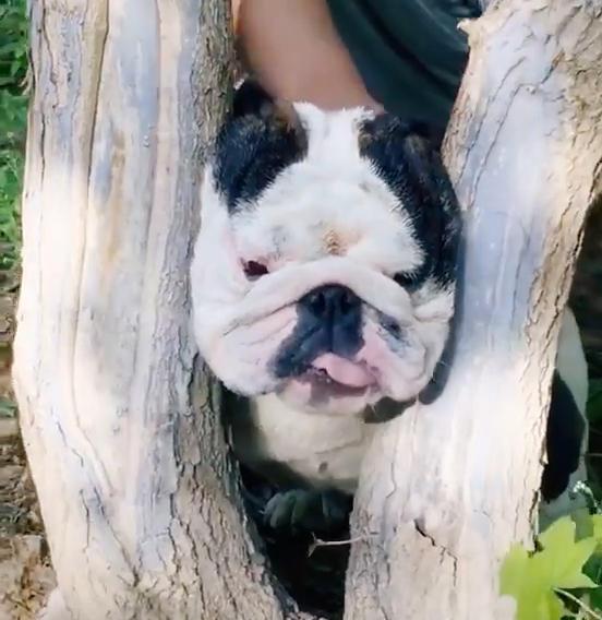 狗狗头被卡在树上,主人发现后却做出这种事,网友看完忍不住笑喷