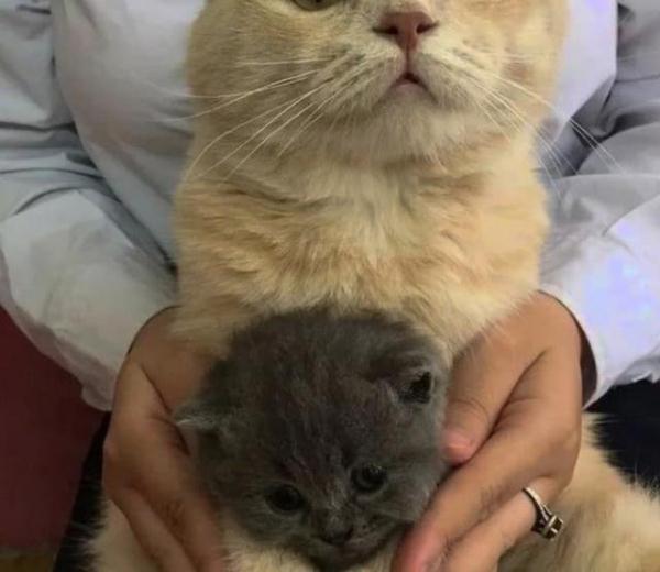 母猫生下一只“小灰”,公猫一脸嫌弃:真的是我的吗?|公猫|母猫|猫宝宝_新浪新闻