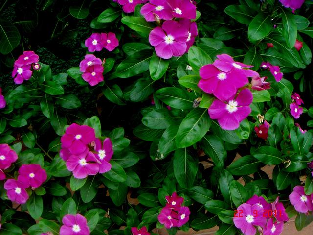 长春花平日该如何培养才能开成大花球