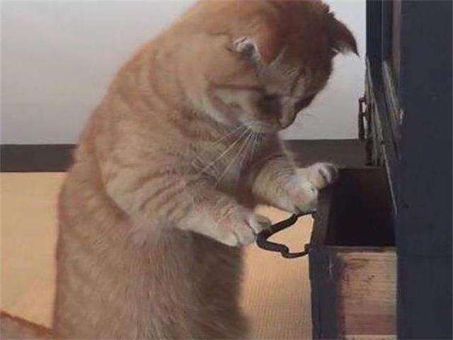 橘猫发现自己藏的小鱼干不见了,寻找无果后,反应让主人笑喷了