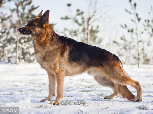 德国牧羊犬养了之后才发现这5点网友后悔已经来不及了