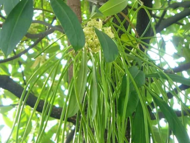 "面条树"上长"面条",摘下来煮着吃,比手擀的还好吃!