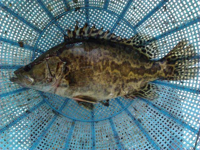 三花——鳌花,鳊花,鲫花黑龙江盛产鳜鱼,镜泊湖鳌花尤其有名.