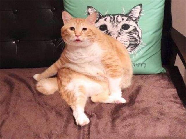 橘猫睡醒伸懒腰,发现自己身上有点凉,转身后:主人,快救我!