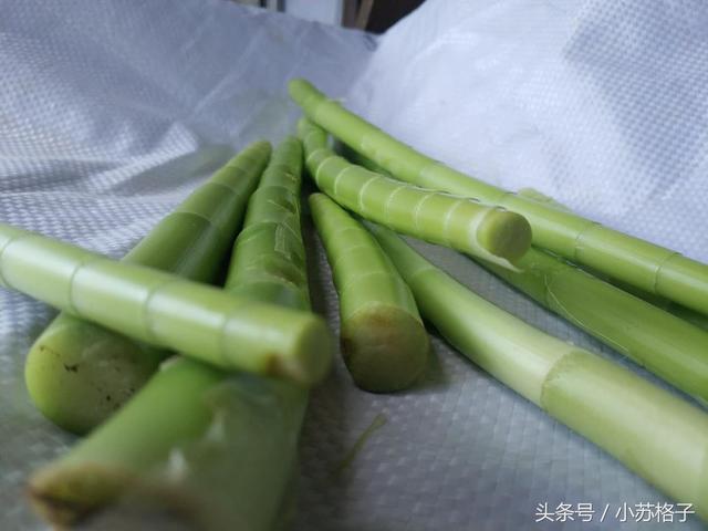 剥好的雷公笋,放在冰箱里可以放很多天,拿出来还是水灵灵的