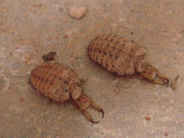 这种虫子被孩子当玩具,一年不吃不喝还能蹦跶,今已经稀罕物|虫子|沙牛