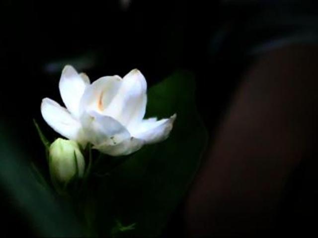 茉莉花只长枝条不开花是什么原因?该如何解决