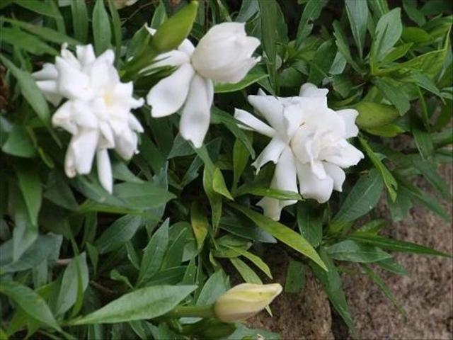 茉莉花只长枝条不开花是什么原因?该如何解决