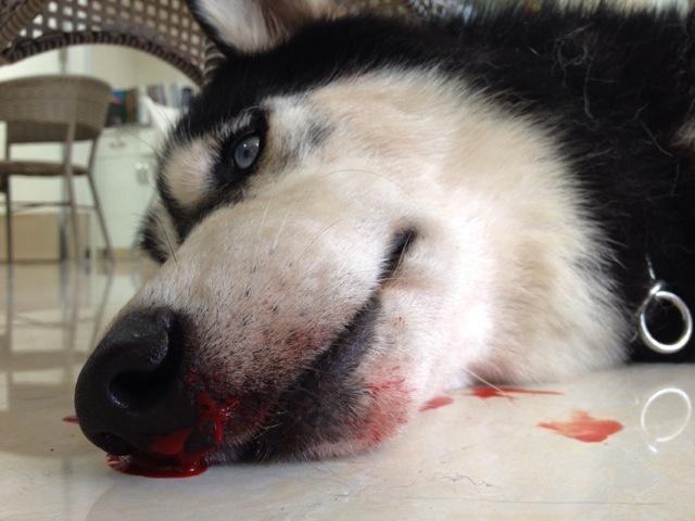 狗狗流鼻血的原因有可能是因为凝血功能异常,溃疡,血管或全身性疾病等