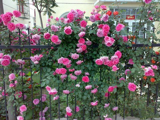 种上这几种爬藤花卉,轻松长出一片网红花海,太惊艳了!