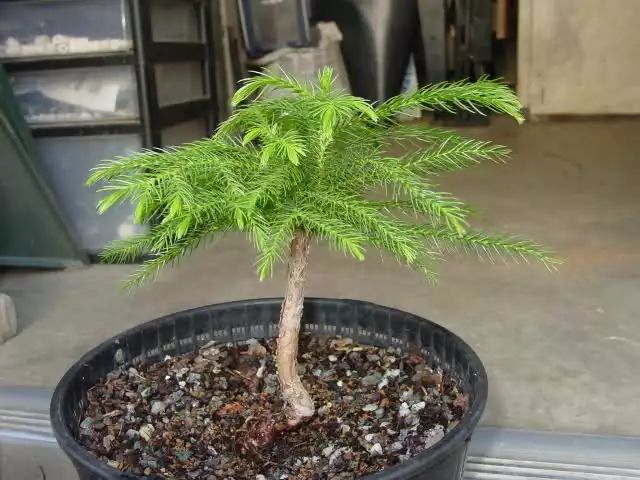 特别容易栽培的南洋杉盆栽,在房间里也能保持常年翠绿