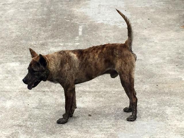 在山上遇到一只极品土狗,朋友要带下山,我看后劝他赶紧离开