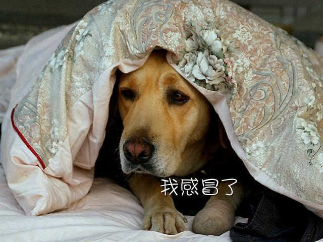 贵宾犬感冒的症状 秋冬季节需预防感冒