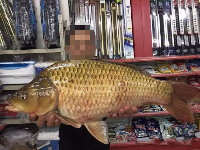 钓获这么大一条大鲫鱼一时半会儿还真有点舍不得吃它