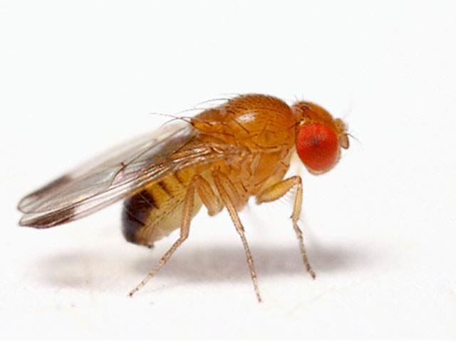 日本斑翅果蝇是一种危害水果的害虫,雌性果蝇具有细长,锯齿状的产卵器