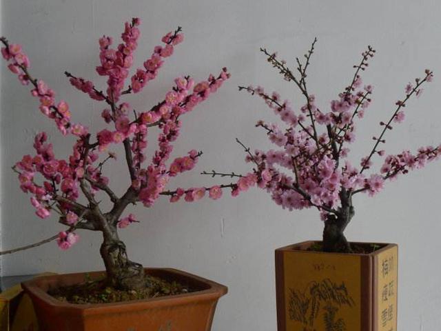 美人梅盆景是时下最流行的梅花盆景,它抵抗严寒的能力是杠杠的,就算是