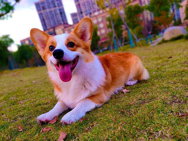 为什么养柯基的人少原因有5个腿短算一个