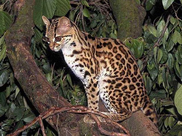 霸气侧漏的猫!可以在树上生活一辈子,想养的是真飘了