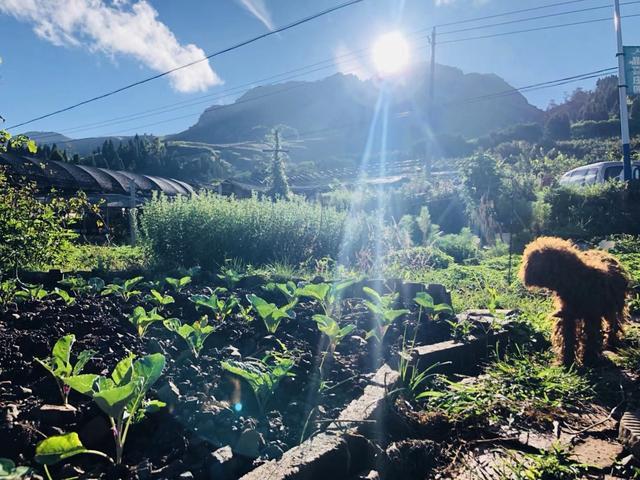 这样的田园生活,我先用为敬