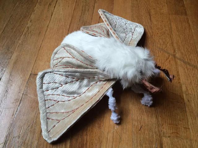 委内瑞拉贵宾犬蛾听说过吗超萌的哦