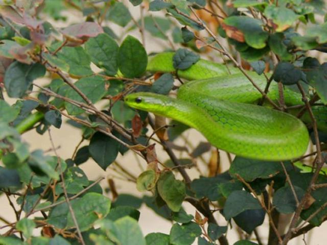 翠青蛇一种无毒温顺的中等体型卵生绿蛇长和有毒的竹叶青混淆