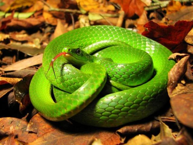 绿蛇 翠青蛇图片