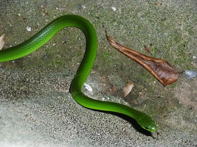 翠青蛇一种无毒温顺的中等体型卵生绿蛇长和有毒的竹叶青混淆