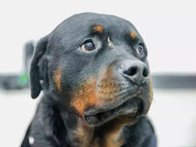 贴宝宝",也是电视剧《警花与警犬》中的"妞妞",他的真名叫作巴法罗