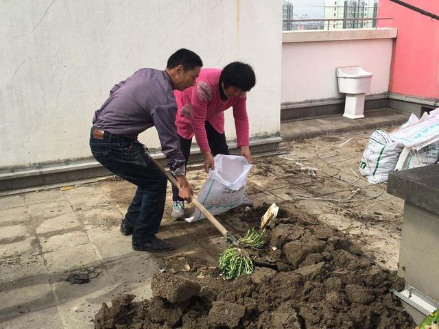 别再去市场买菜了,回家在楼顶这样种菜,一年四季都有青菜吃