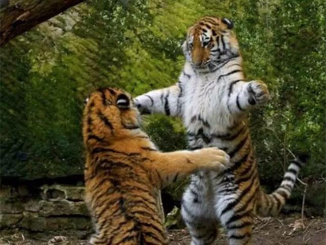 哎,你应该像我这样~没错了,老虎喜欢的架势是左右开弓的连环巴掌,咳咳