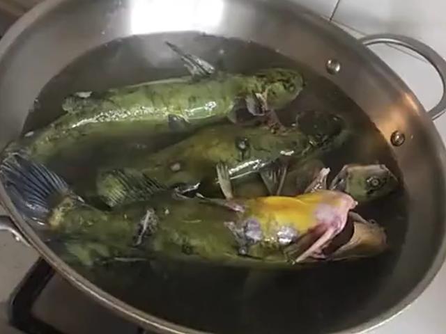 嘎牙子鱼淡水鱼的极品,肉质细嫩,味道极其鲜美,吃过的永生难忘|永生|牙子|鱼_新浪新闻