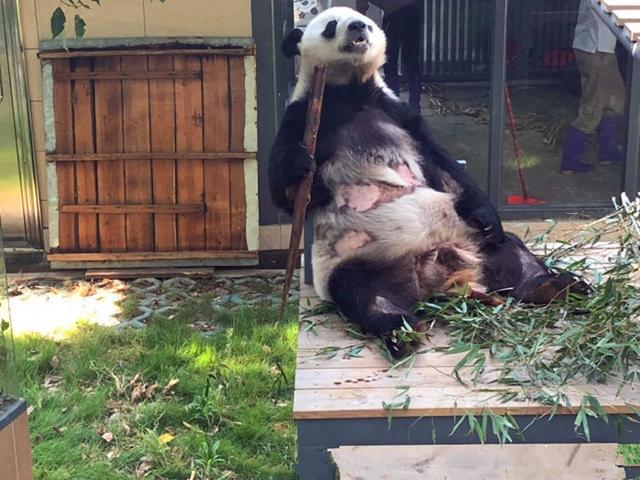 大熊猫龙飞因心脏问题离世,动物园发公告哀悼,网友提出质疑!