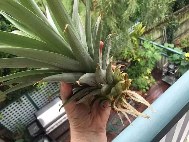 在花盆里用菠萝叶冠种出来的盆栽,用这些技巧可以开花结果|菠萝叶|盆栽|菠萝_新浪新闻