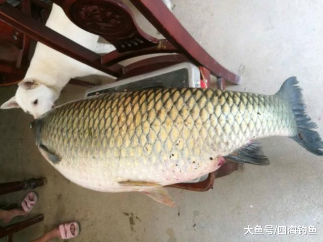 这么大的草鱼还是第一次见钓友在大湖中钓到一条46斤的大草鱼