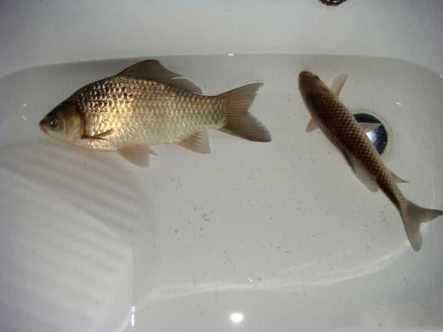 钓鱼人比惨,寒风中冬钓小河边,苦守一天只钓两条鱼