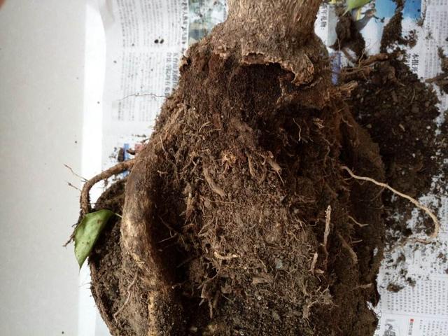 幸福树黄叶掉叶还烂根该怎么办?这么做,重获生机呼呼长个!