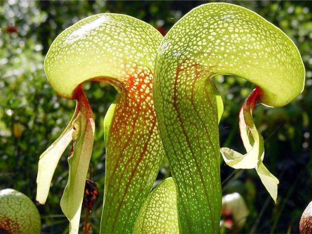 眼镜蛇瓶子草你们见过吗?一起来了解一下它的生长环境吧!