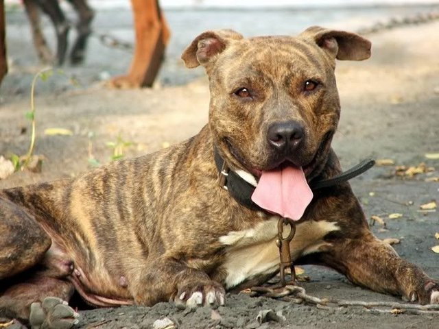 传说"灵犬"是它祖先,隐匿于神秘虎山之中,曾是清朝皇家御用犬