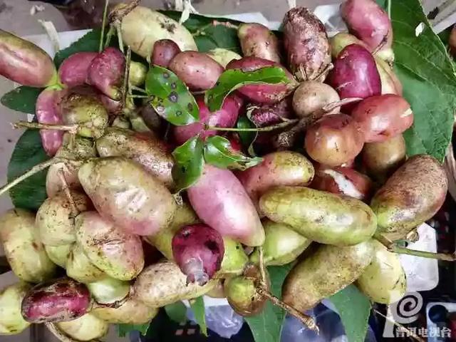 这种稀有野果成熟啦:我保证你没吃过|八月瓜|野果|香蕉_新浪新闻