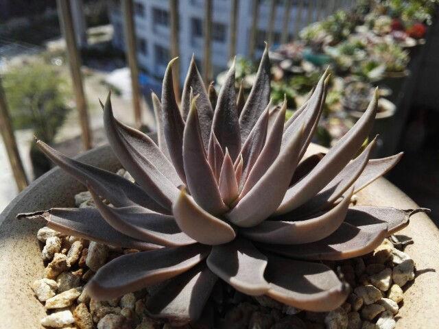 不看这个方法你就养不好你的多肉植物贝飞达