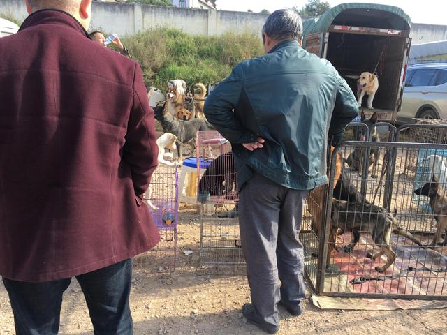 狗市:商贩贩卖黑色泰迪报价900元,男子只愿意500元收购!