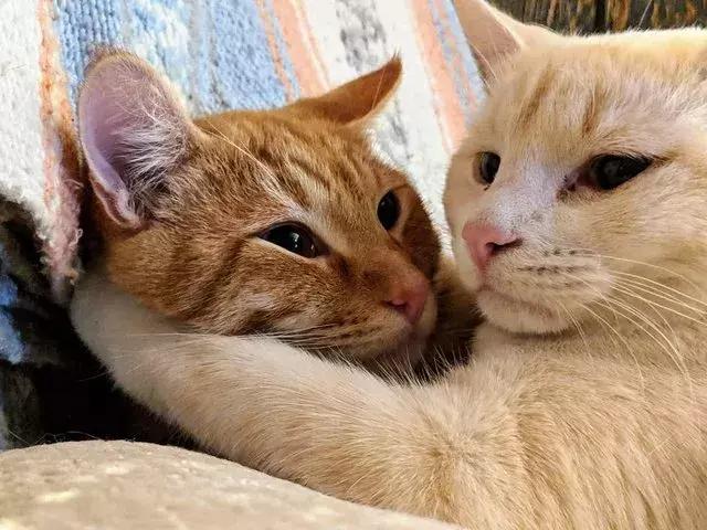 暖冬小确幸从猫咪的抱抱开始