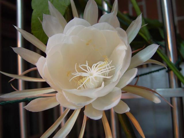夜间开花不止昙花,这几种花月光下盛放,一个比一个美!|昙花|月光下|光照_新浪新闻