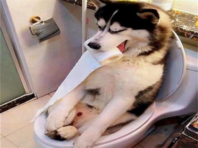 二哈上厕所半小时没出来,主人疑惑推开门后,笑的扶墙走