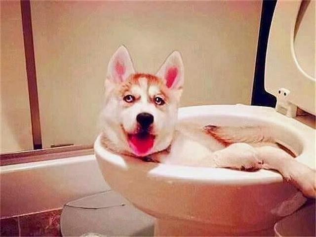 二哈上厕所半小时没出来,主人疑惑推开门后,笑的扶墙走