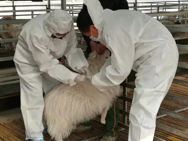 生公生母随便选,赛科星成为世界第二大性控冻精生产基地