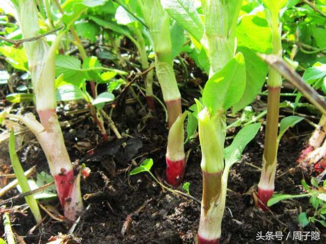 野菜|酸姜|叶子越_新浪新闻