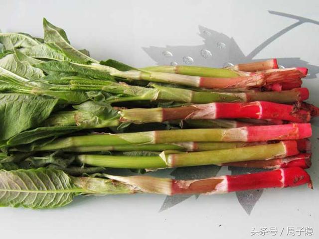 这种不为人知野菜来东北一定要尝尝